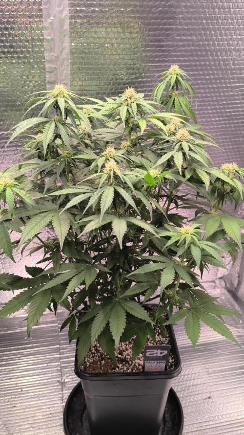 Frostbanger Auto LED