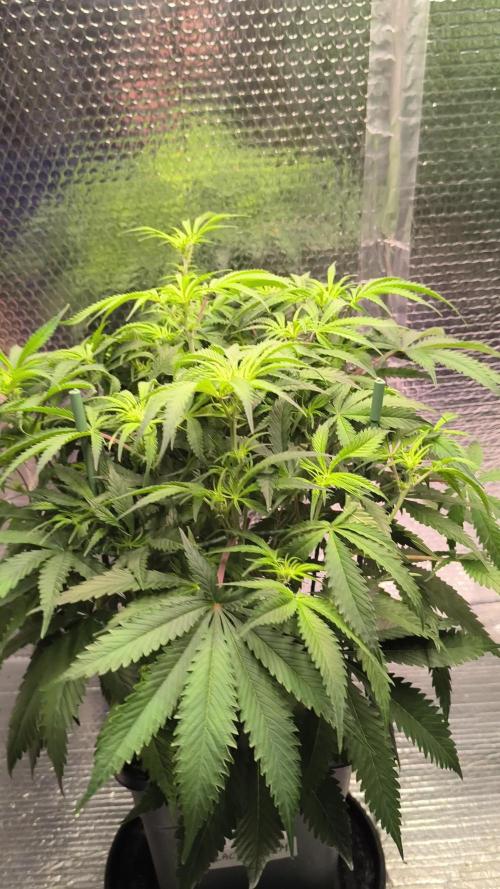 Black Opium Auto LED