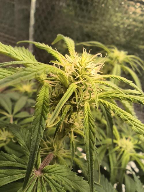 Black Opium Auto LED. Week 7