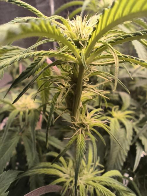 Black Opium Auto LED. Week 7