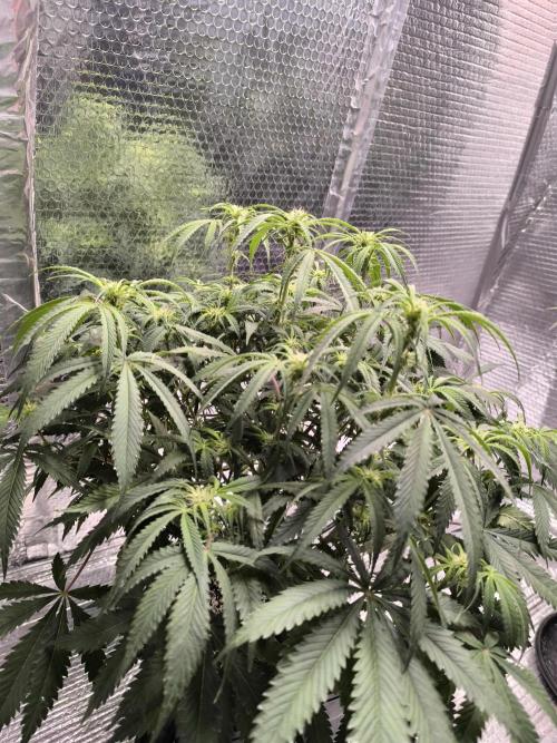 Black Opium Auto LED. Week 7