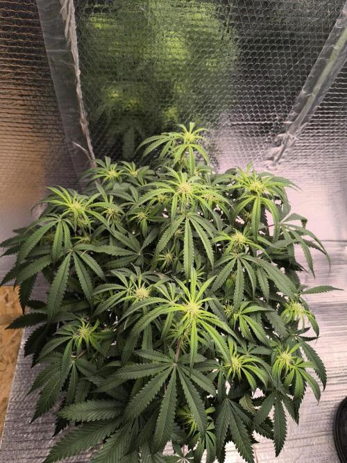 Black Opium Auto LED. Week 7