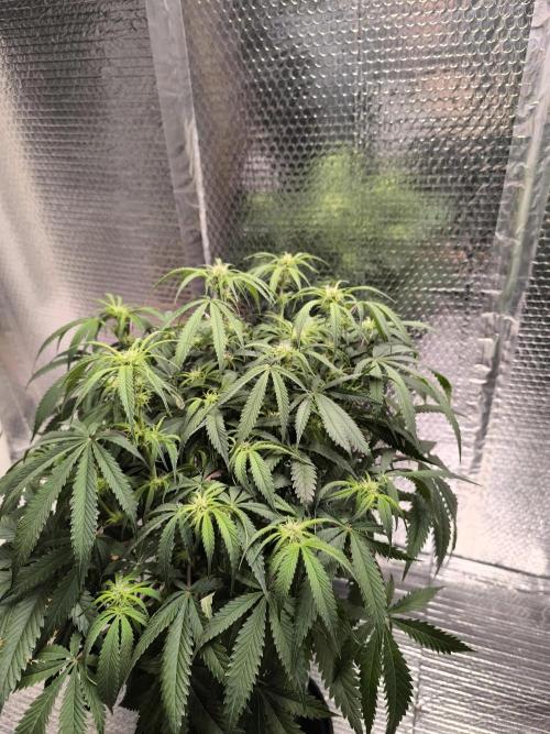 Black Opium Auto LED. Week 7