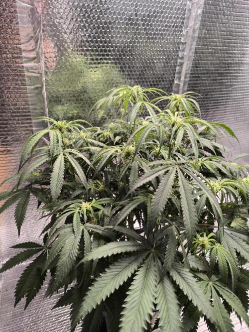 Black Opium Auto LED. Week 7