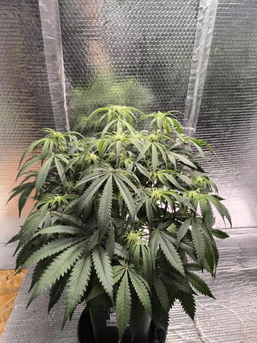 Black Opium Auto LED. Week 7