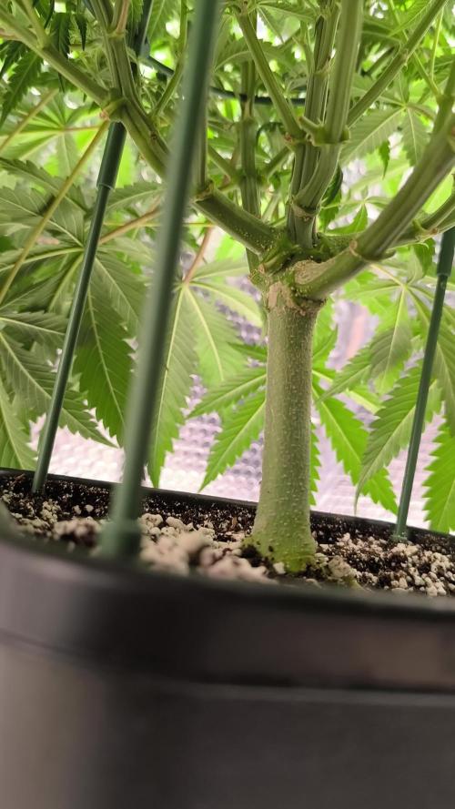 Black Opium Auto LED