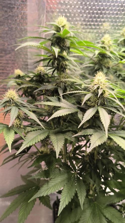 Frostbanger Auto LED