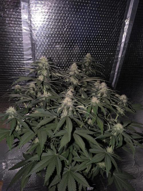 Frostbanger Auto LED. Week 7 - SEED 1