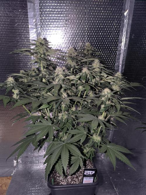 Frostbanger Auto LED. Week 7 - SEED 1