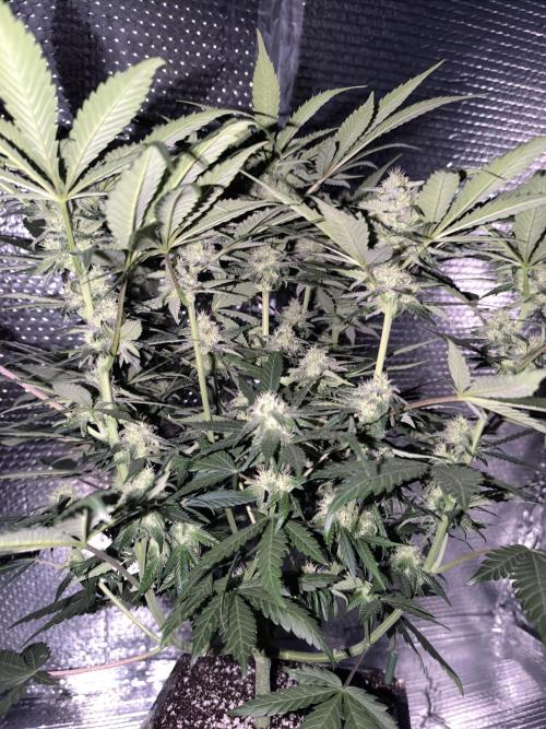 Frostbanger Auto LED. Week 7 - SEED 2