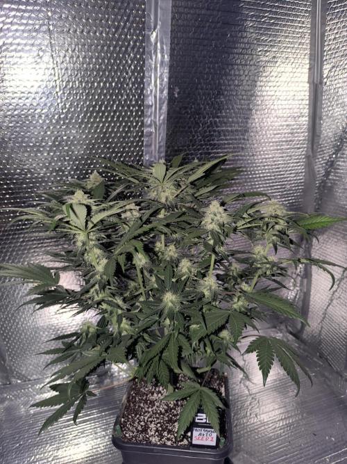 Frostbanger Auto LED. Week 7 - SEED 2