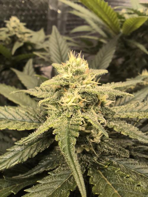 Frostbanger Auto LED. Week 7 - SEED 2