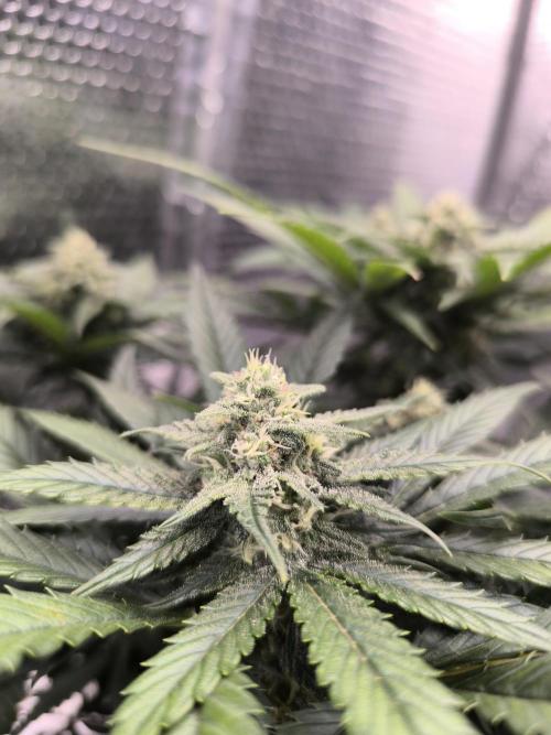 Frostbanger Auto LED. Week 7 - SEED 2