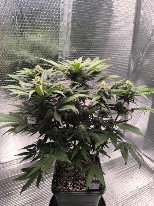 Frostbanger Auto LED. Week 7 - SEED 2