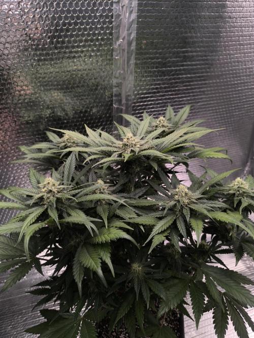 Frostbanger Auto LED. Week 7 - SEED 2