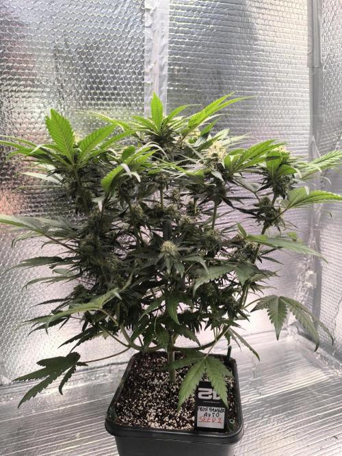 Frostbanger Auto LED. Week 7 - SEED 2