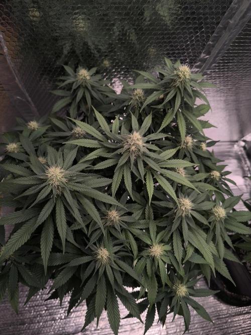 Frostbanger Auto LED. Week 7 - SEED 1 