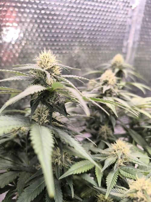 Frostbanger Auto LED. Week 7 - SEED 1 