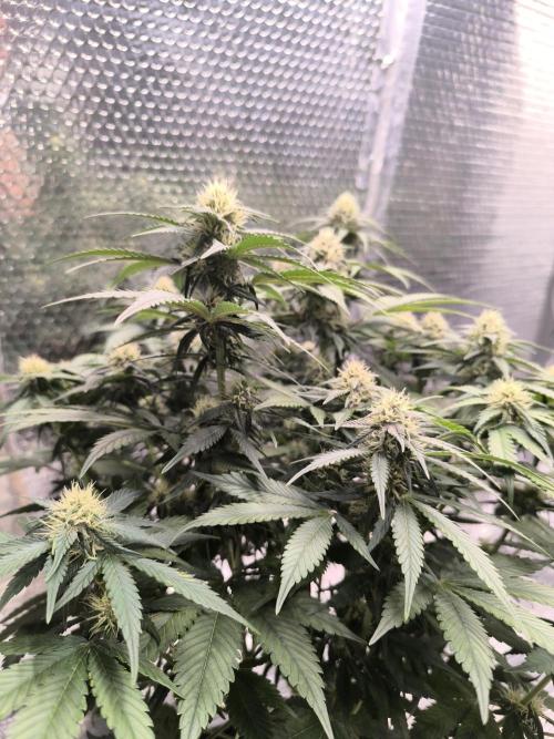 Frostbanger Auto LED. Week 7 - SEED 1 