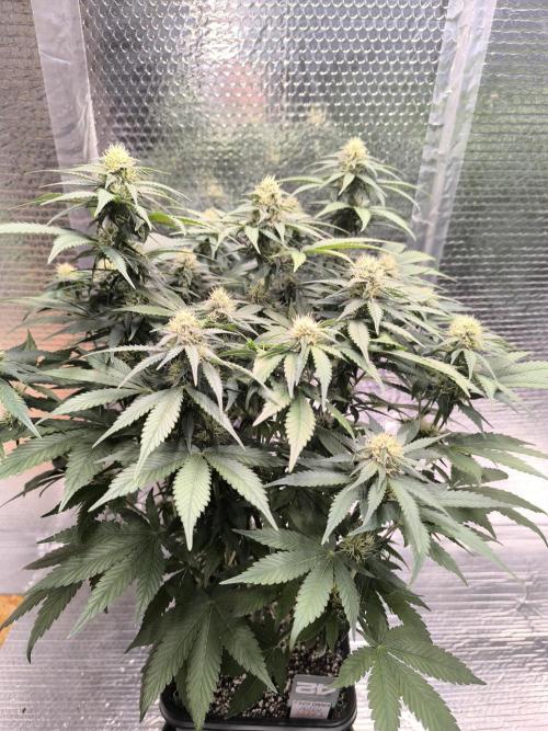 Frostbanger Auto LED. Week 7 - SEED 1 