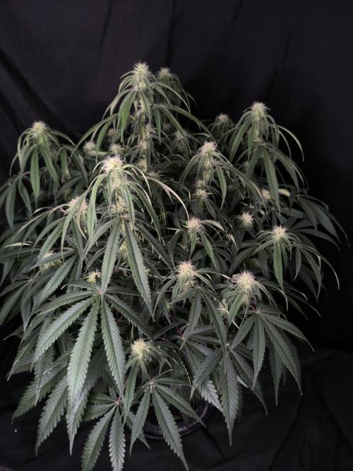 Black Opium Auto LED. Week 8