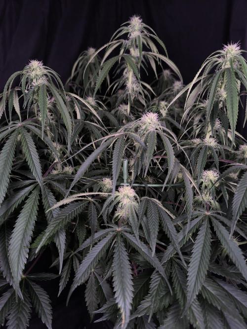 Black Opium Auto LED. Week 8