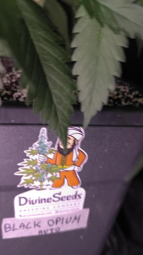 Black Opium Auto LED