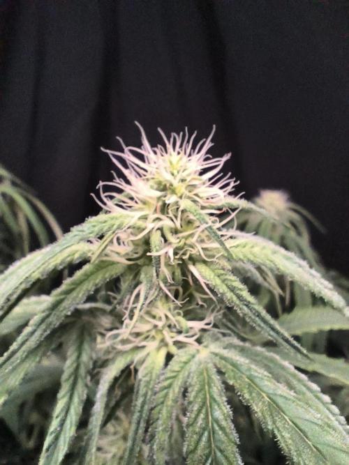 Black Opium Auto LED. Week 8