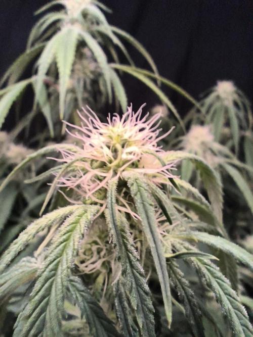 Black Opium Auto LED. Week 8