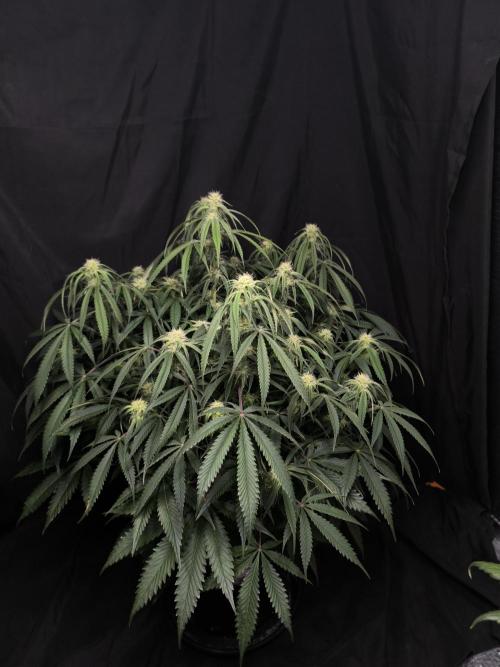 Black Opium Auto LED. Week 8