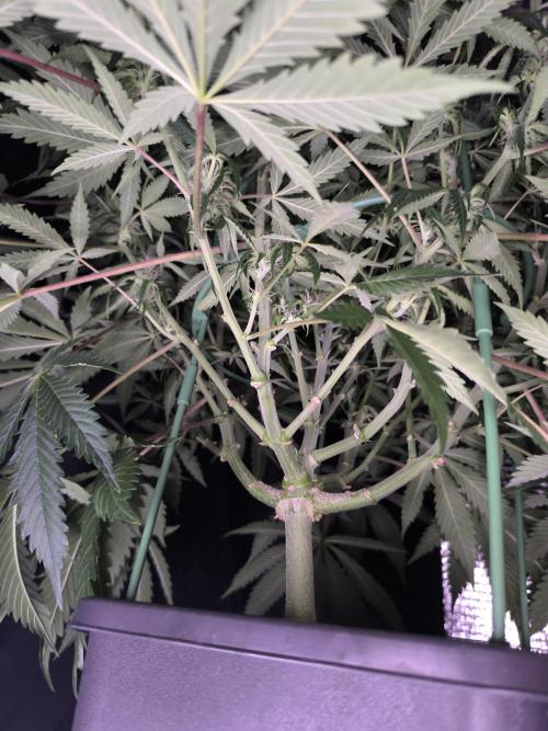 Black Opium Auto LED. Week 8