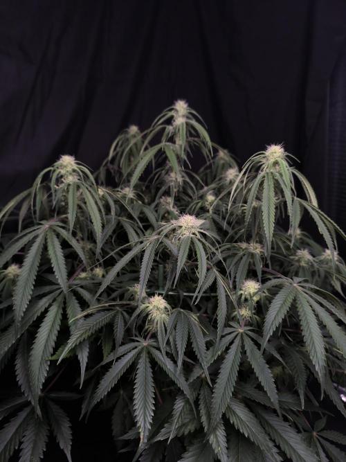 Black Opium Auto LED. Week 8