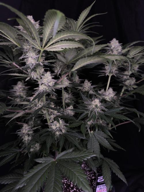 Frostbanger Auto LED. Week 8 - Seed 2