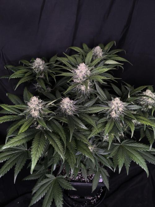 Frostbanger Auto LED. Week 8 - Seed 2