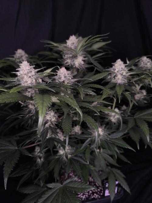 Frostbanger Auto LED. Week 8 - Seed 2