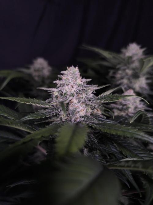 Frostbanger Auto LED. Week 8 - Seed 2