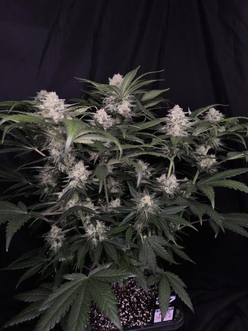 Frostbanger Auto LED. Week 8 - Seed 2