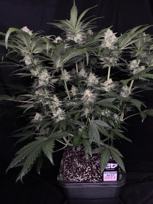 Frostbanger Auto LED. Week 8 - Seed 2
