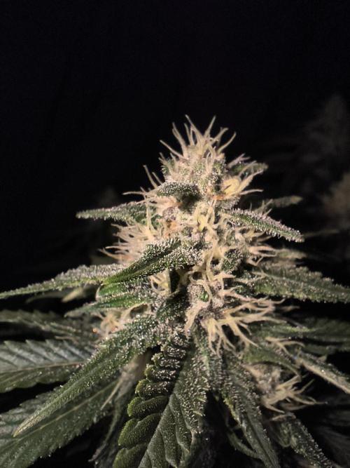 Frostbanger Auto LED. Week 8 - Seed 1