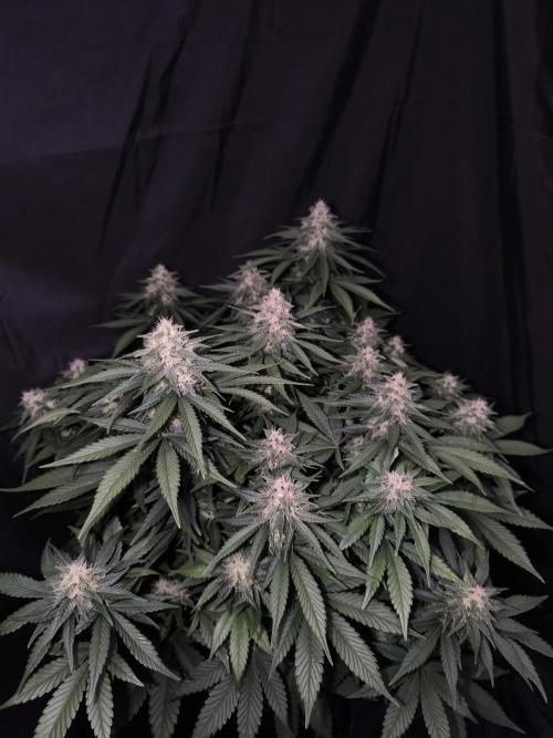 Frostbanger Auto LED. Week 8 - Seed 1