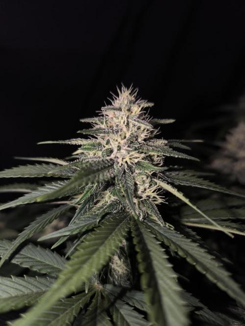 Frostbanger Auto LED. Week 8 - Seed 1