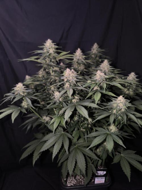 Frostbanger Auto LED. Week 8 - Seed 1