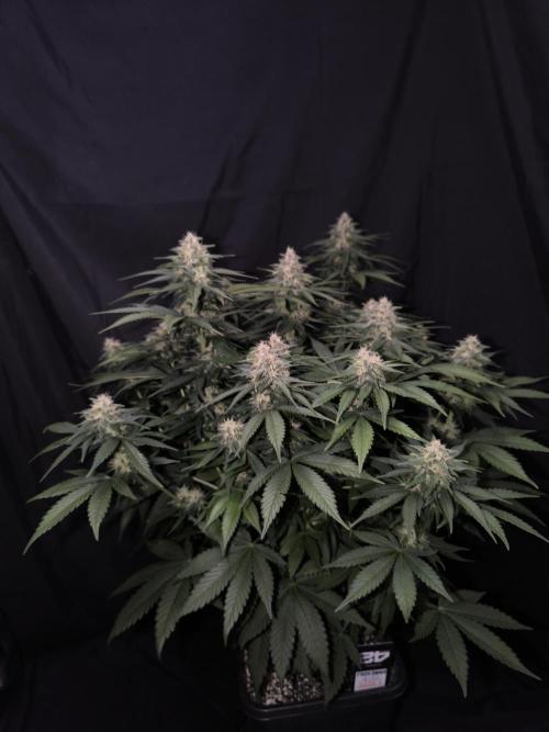 Frostbanger Auto LED. Week 8 - Seed 1