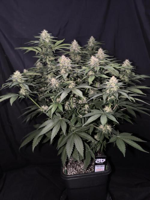 Frostbanger Auto LED. Week 8 - Seed 1