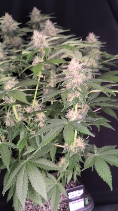 Frostbanger Auto LED