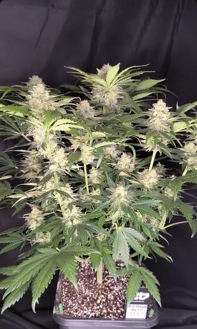Frostbanger Auto LED. Week 8 - Seed 2