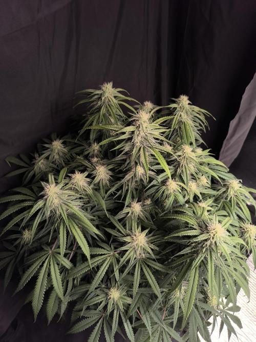 Black Opium Auto LED. Week 9