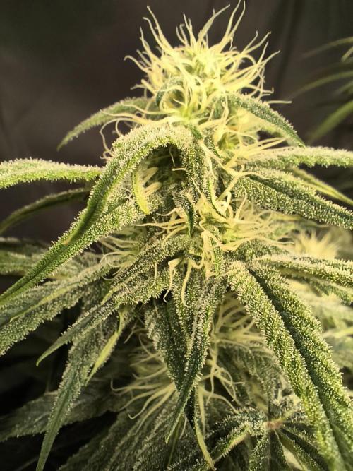 Black Opium Auto LED. Week 9