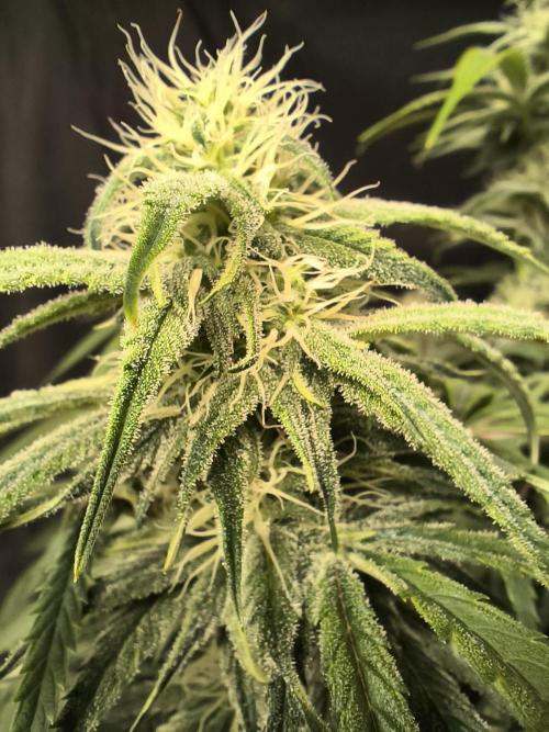 Black Opium Auto LED. Week 9