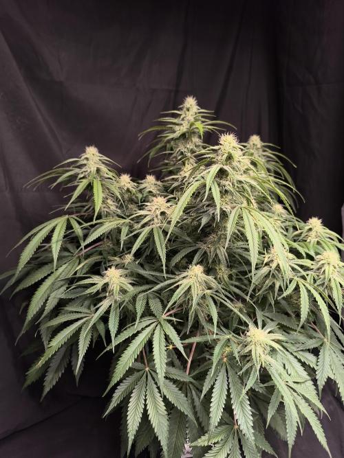 Black Opium Auto LED. Week 9